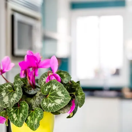 Ca Sa Padrina Semesterbostad Can Picafort (Mallorca)