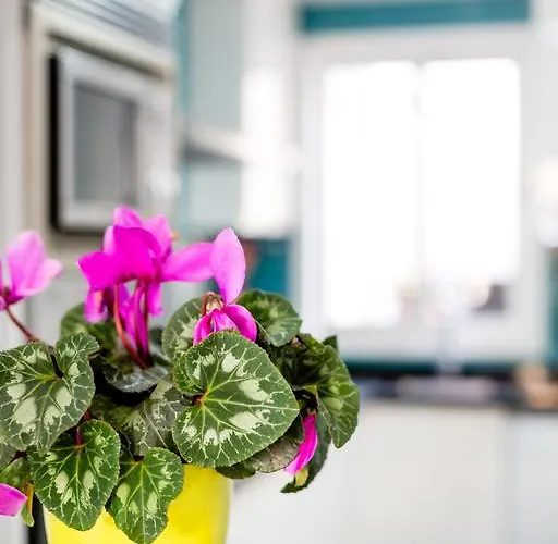 Ca Sa Padrina By Localite Ferienhaus Can Picafort (Mallorca)